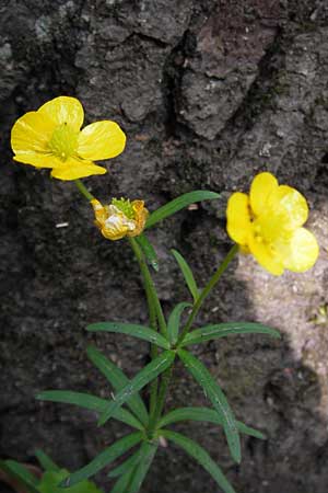 Ranunculus aemulans \ Nachahmender Gold-Hahnenfu / Imitating Goldilocks, D Thüringen Weimar, Neuer Friedhof 6.5.2013
