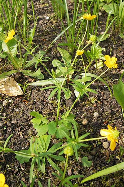 Ranunculus aemulans \ Nachahmender Gold-Hahnenfu / Imitating Goldilocks, D Thüringen Weimar, Neuer Friedhof 6.5.2013