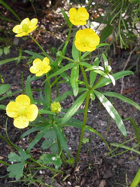 Ranunculus aemulans \ Nachahmender Gold-Hahnenfu / Imitating Goldilocks, D Thüringen Weimar, Neuer Friedhof 6.5.2013