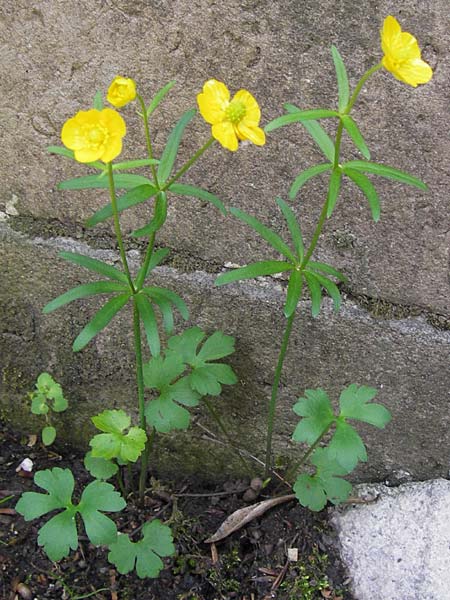 Ranunculus aemulans \ Nachahmender Gold-Hahnenfu / Imitating Goldilocks, D Thüringen Weimar, Neuer Friedhof 6.5.2013