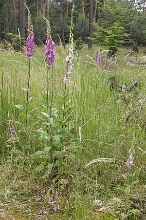 Digitalis purpurea \ Roter Fingerhut / Foxgloves, D Frankfurt Airport 15.6.2013