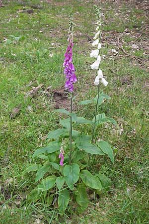 Digitalis purpurea \ Roter Fingerhut / Foxgloves, D Frankfurt Airport 15.6.2013