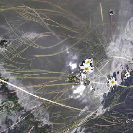 Ranunculus fluitans \ Flutender Hahnenfu / River Water Crowfoot, D Kinding 16.6.2014