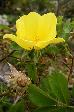 Rosa foetida \ Gelbe Rose, D Eichstätt 17.6.2014