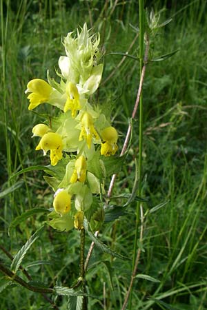 Rhinanthus glacialis \ Grannen-Klappertopf / Aristate Yellow-Rattle, D Zeutern 29.5.2008