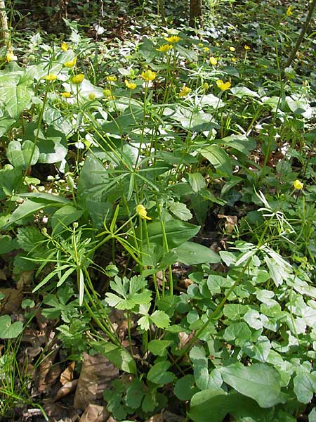 Ranunculus gratiosus \ Geflliger Gold-Hahnenfu / Pleasing Goldilocks, D Hambrücken 9.4.2011