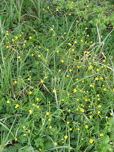Ranunculus lucorum \ Hain-Gold-Hahnenfu / Grove Goldilocks, D Herxheim 11.4.2011