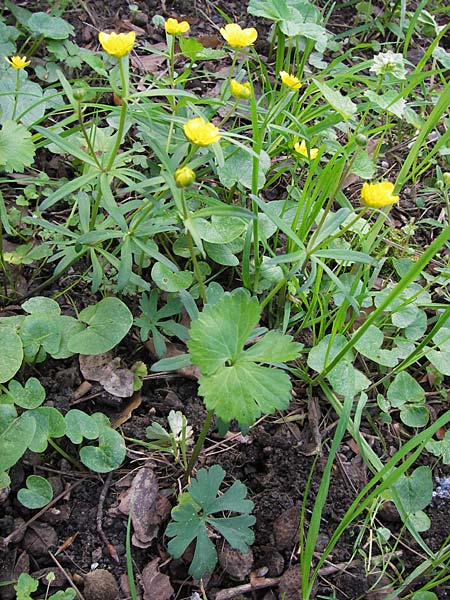 Ranunculus hevellus \ Rathenower Gold-Hahnenfu / Rathenow Goldilocks, D Thüringen Weimar, Belvedere 6.5.2013