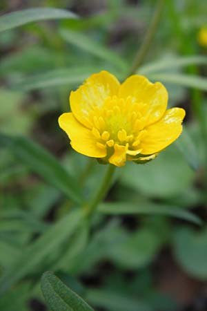 Ranunculus hevellus \ Rathenower Gold-Hahnenfu / Rathenow Goldilocks, D Thüringen Weimar, Belvedere 6.5.2013