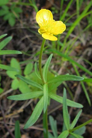 Ranunculus hevellus \ Rathenower Gold-Hahnenfu / Rathenow Goldilocks, D Thüringen Weimar, Belvedere 6.5.2013