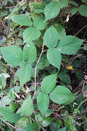 Rubus serie Glandulosi \ Gruppe Drsige Brombeeren, D Odenwald, Juhöhe 28.8.2013