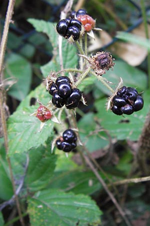 Rubus serie Glandulosi \ Gruppe Drsige Brombeeren, D Odenwald, Juhöhe 28.8.2013
