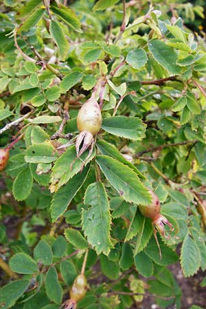 Rosa gallica \ Essig-Rose, Franzsische Rose / French Rose, Apothecary's Rose, D Eichstätt 17.6.2014