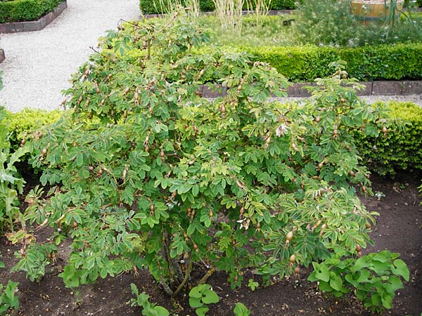 Rosa gallica \ Essig-Rose, Franzsische Rose / French Rose, Apothecary's Rose, D Eichstätt 17.6.2014