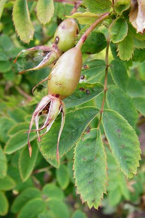 Rosa gallica \ Essig-Rose, Franzsische Rose / French Rose, Apothecary's Rose, D Eichstätt 17.6.2014