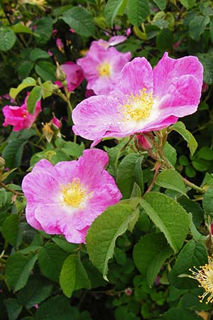 Rosa gallica \ Essig-Rose, Franzsische Rose / French Rose, Apothecary's Rose, D Eichstätt 17.6.2014