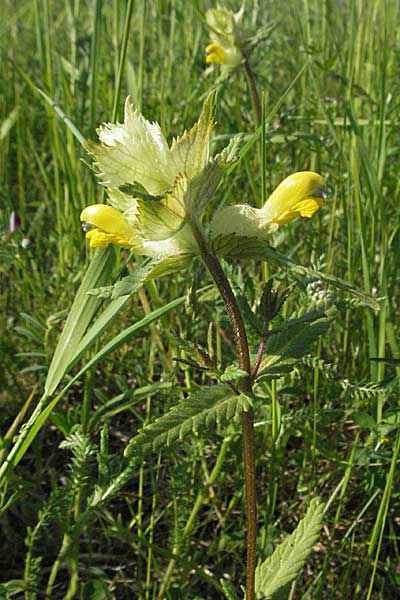 Rhinanthus alectorolophus \ Zottiger Klappertopf / Greater Yellow-Rattle, D Bruchsal 11.5.2006