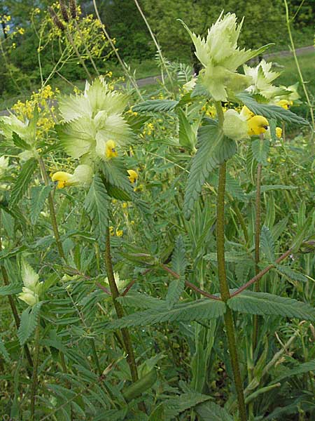 Rhinanthus serotinus \ Groer Klappertopf / Narrow-Leaved Yellow-Rattle, D Kehl 13.5.2006