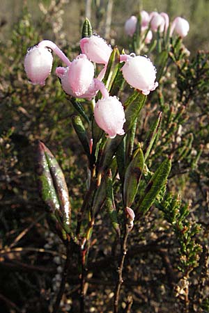 Andromeda polifolia \ Rosmarin-Heide / Bog Rosemary, D Allgäu, Gebrazhofen 21.4.2007