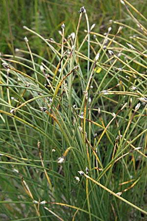 Trichophorum cespitosum subsp. cespitosum \ Gewhnliche Rasenbinse / Deer Grass, D Schwarzwald/Black-Forest, Feldberg 18.8.2007