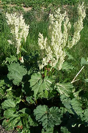 Rheum rhabarbarum \ Rhabarber / Rhubarb, D Hirschberg 8.5.2008