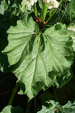 Rheum rhabarbarum \ Rhabarber / Rhubarb, D Hirschberg 8.5.2008