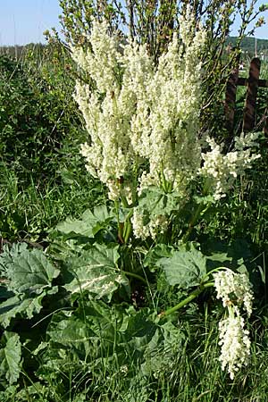 Rheum rhabarbarum \ Rhabarber / Rhubarb, D Hirschberg 8.5.2008