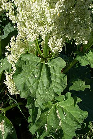 Rheum rhabarbarum \ Rhabarber / Rhubarb, D Hirschberg 8.5.2008
