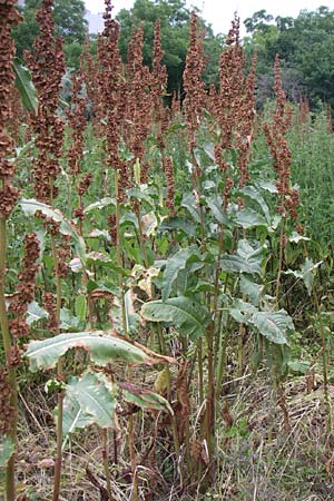 Rumex patientia \ Garten-Ampfer / Garden Dock, Patience Dock, D Mannheim 17.6.2008
