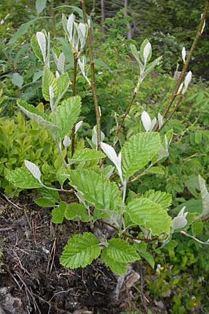 Sorbus aria \ Echte Mehlbeere / Whitebeam, D Pfronten 22.5.2009