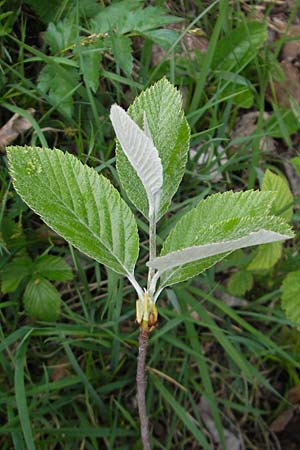 Sorbus aria \ Echte Mehlbeere / Whitebeam, D Pfronten 22.5.2009