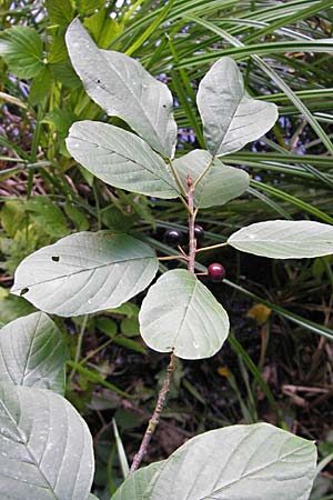 Frangula alnus \ Faulbaum / Alder Buckthorn, D Bad Dürkheim 19.7.2009
