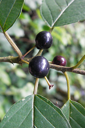 Frangula alnus \ Faulbaum / Alder Buckthorn, D Bad Dürkheim 19.7.2009