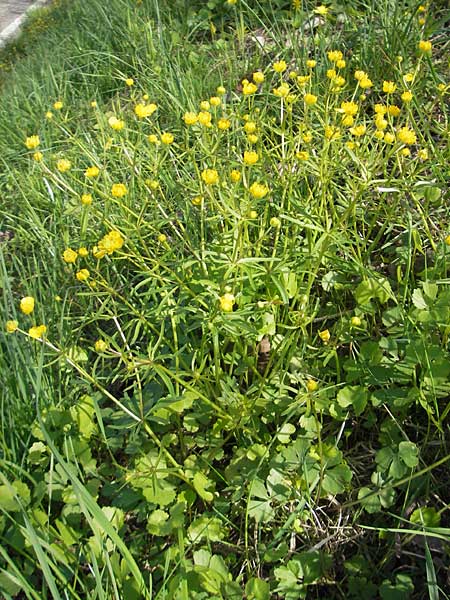 Ranunculus gratiosus \ Geflliger Gold-Hahnenfu / Pleasing Goldilocks, D Bruchsal-Heidelsheim 9.4.2011