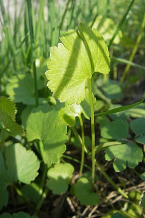 Ranunculus gratiosus \ Geflliger Gold-Hahnenfu / Pleasing Goldilocks, D Bruchsal-Heidelsheim 9.4.2011