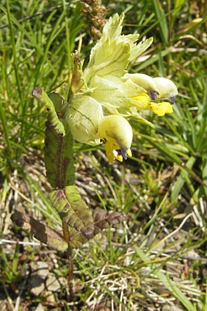 Rhinanthus alectorolophus \ Zottiger Klappertopf / Greater Yellow-Rattle, D Oberstdorf 22.6.2011