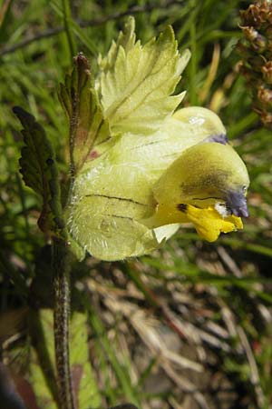 Rhinanthus alectorolophus \ Zottiger Klappertopf / Greater Yellow-Rattle, D Oberstdorf 22.6.2011