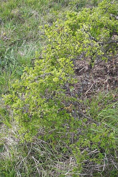 Rhamnus saxatilis \ Felsen-Kreuzdorn / Rock Buckthorn, D Eching 5.5.2012