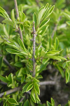 Rhamnus saxatilis \ Felsen-Kreuzdorn / Rock Buckthorn, D Eching 5.5.2012