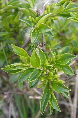 Rhamnus saxatilis \ Felsen-Kreuzdorn / Rock Buckthorn, D Eching 5.5.2012