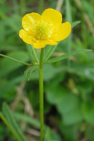 Ranunculus haasii \ Waldbewohnender Gold-Hahnenfu / Haas' Goldilocks, D Wörth (Landkreis Erding) 6.5.2012