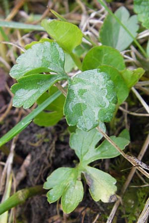 Ranunculus auricomus specD ? \ Gold-Hahnenfu� / Goldilocks, D Gerolzhofen-Sulzheim 5.5.2013