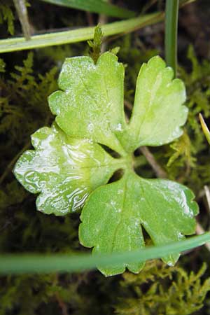 Ranunculus auricomus specD ? \ Gold-Hahnenfu� / Goldilocks, D Gerolzhofen-Sulzheim 5.5.2013