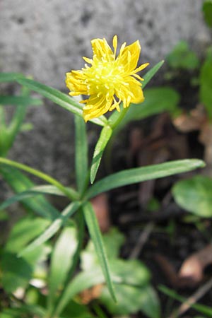 Ranunculus vertumnalis \ Wechselhafter Gold-Hahnenfu / Alternating Goldilocks, D Thüringen Weimar, Historischer Friedhof 6.5.2013