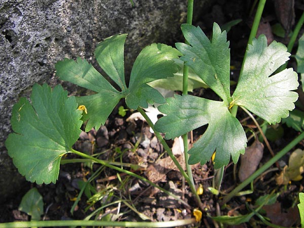 Ranunculus vertumnalis \ Wechselhafter Gold-Hahnenfu / Alternating Goldilocks, D Thüringen Weimar, Historischer Friedhof 6.5.2013
