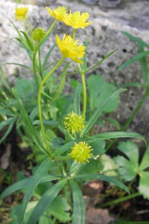 Ranunculus vertumnalis \ Wechselhafter Gold-Hahnenfu / Alternating Goldilocks, D Thüringen Weimar, Historischer Friedhof 6.5.2013