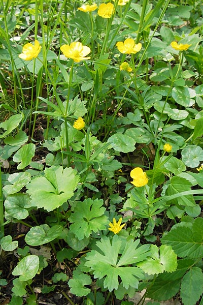 Ranunculus hevellus \ Rathenower Gold-Hahnenfu / Rathenow Goldilocks, D Thüringen Weimar, Belvedere 6.5.2013