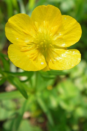 Ranunculus hevellus \ Rathenower Gold-Hahnenfu / Rathenow Goldilocks, D Thüringen Weimar, Belvedere 6.5.2013
