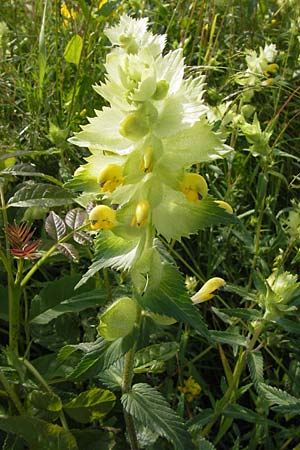 Rhinanthus alectorolophus \ Zottiger Klappertopf / Greater Yellow-Rattle, D Rhön, Wasserkuppe 6.7.2013