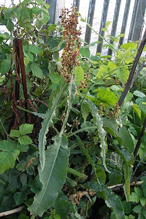 Rumex hydrolapathum \ Flu-Ampfer, Teich-Ampfer / Great Water Dock, D Mannheim 19.8.2013